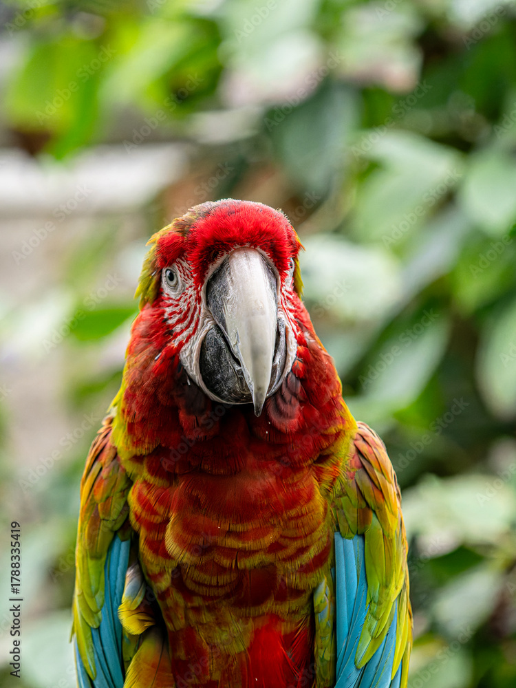 Obraz premium Bloedel Conservatory, a lush glass dome filled with tropical plants and colorful birds a offering warm oasis high atop Queen Elizabeth Park in Vancouver BC
