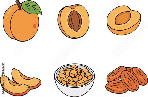 Apricot Vector Illustration