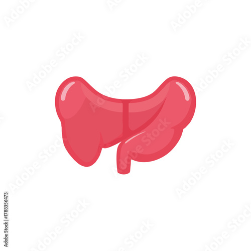 Anatomical Stomach Illustration Medical and Healthcare Asset