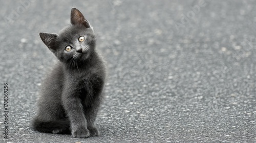 Fototapeta Naklejka Na Ścianę i Meble -  Curious Grey Kitten With Tilted Head Exploring a Quiet Street on a Sunny Day