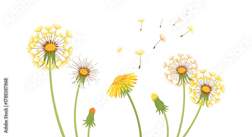 Delicate dandelion blooms against a serene backdrop evoke dreams of summer fields landscape