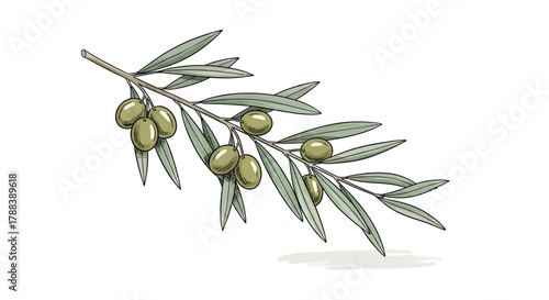 Elegant olive branch illustration with detailed leaves and fruits, a botanical drawing that