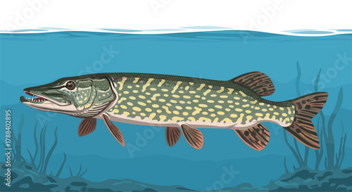 Vivid illustration of a northern pike, a freshwater predator, swimming underwater with its distinctive spotted pattern and sharp teeth.
