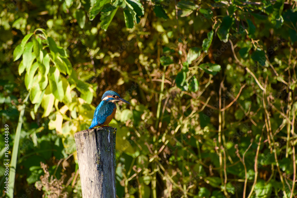 Obraz premium Close-up of colorful common kingfisher perched on wooden post in natural light