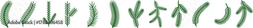 Set of green spruce and fir tree branches, natural evergreen festive decor Vector