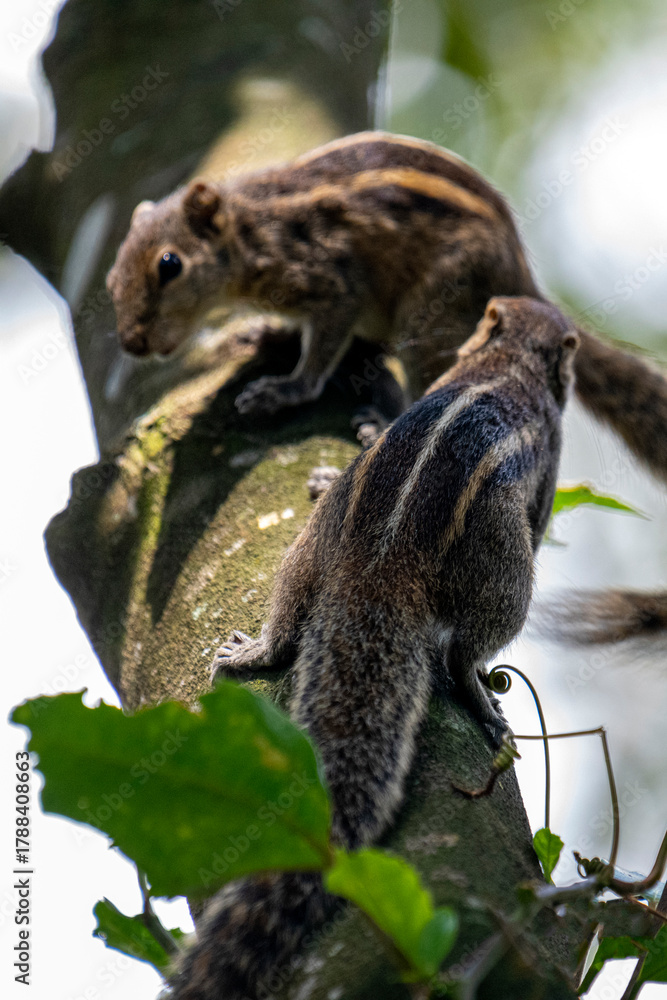 Obraz premium Two brown striped squirrels climbing on a textured tree branch amidst green leaves and bright sunlight.