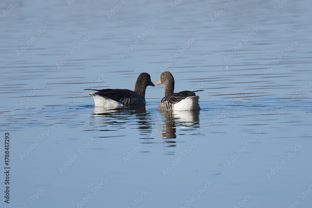 Fototapeta premium Two greylag geese in the lake, surrounded by blue-gray rippling water surface, pair of geese facing each other in the lake, pair of greylag geese showing affection, Anser anser