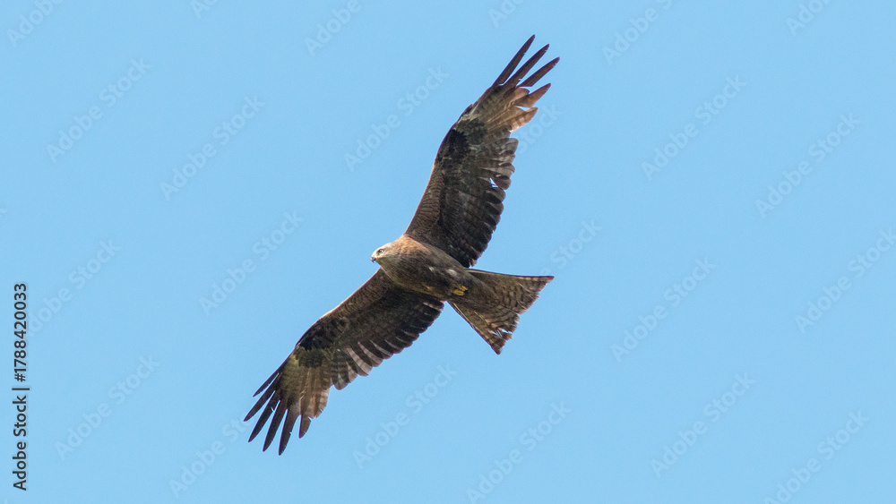 Obraz premium osprey in flight