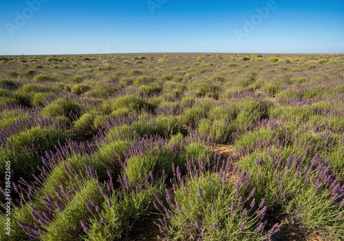 Lush, fragrant sage plants covering an immense arid plain under a bright blue sky. The wild herbaceous landscape extends to the horizon, wilderness, arid, sunny