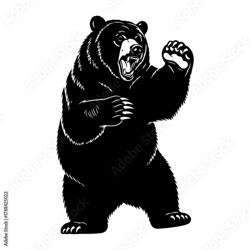 Aggressive black bear standing on hind legs angry roaring