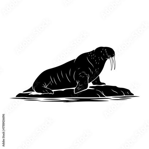 Black silhouette of a walrus resting on a rock white background