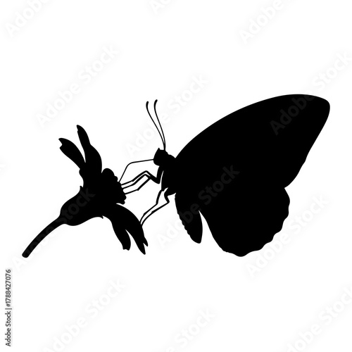 Butterfly on flower silhouette insect nature
