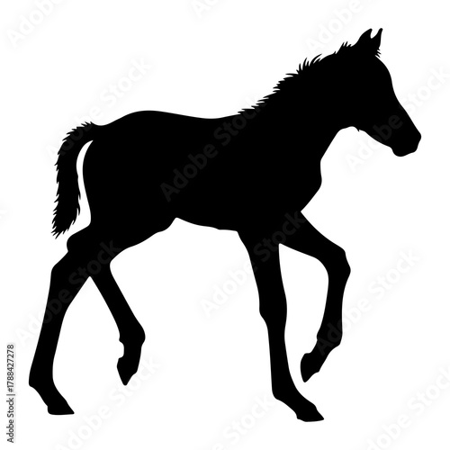Foal Silhouette in Motion horse colt