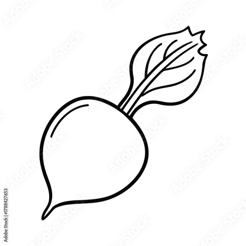 vector illustration of a radish