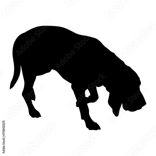 Silhouette of a bloodhound dog sniffing the ground