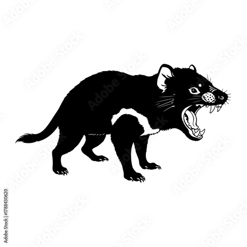 Tasmanian devil with mouth open on white background