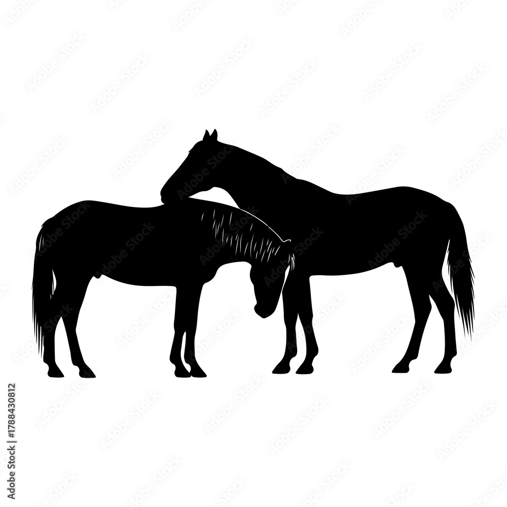 Obraz premium Two horses standing together in silhouette on white