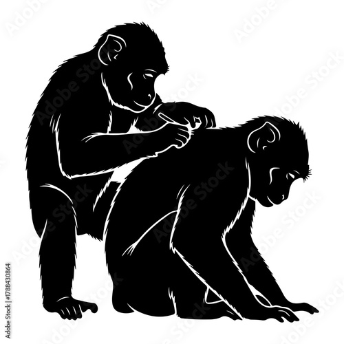 Two monkeys grooming each other silhouette animal behavior