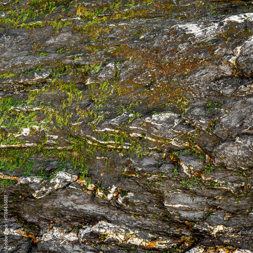 Warm Grey Mossy Rock Texture