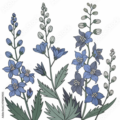 Delicate Blue Delphinium Flowers Illustration on White Background Botanical Art Print