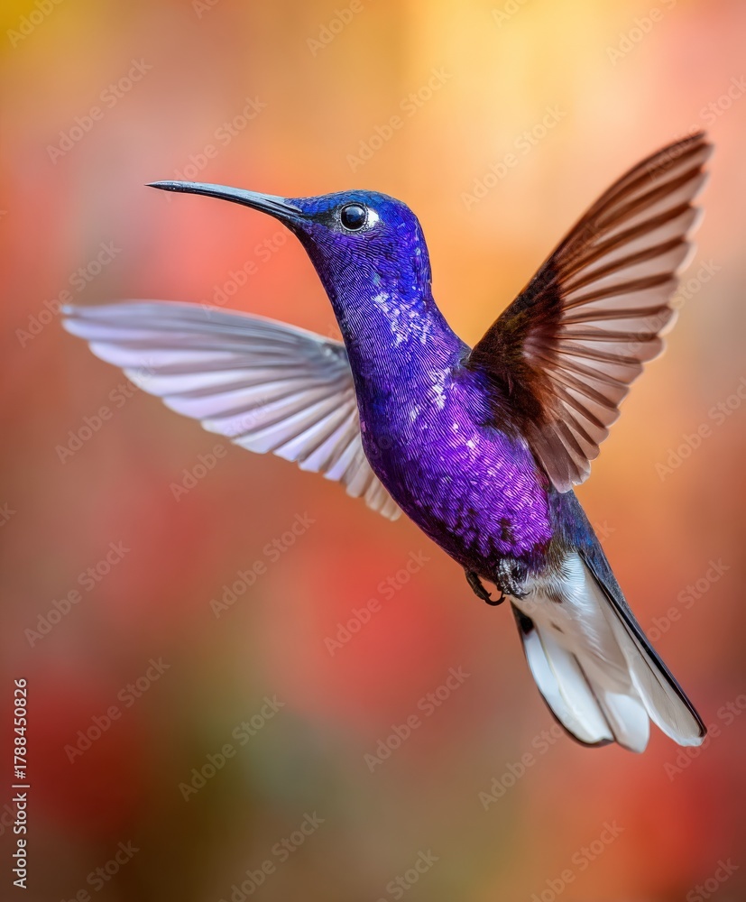 Naklejka premium Iridescent hummingbird in flight among colorful flowers at sunset