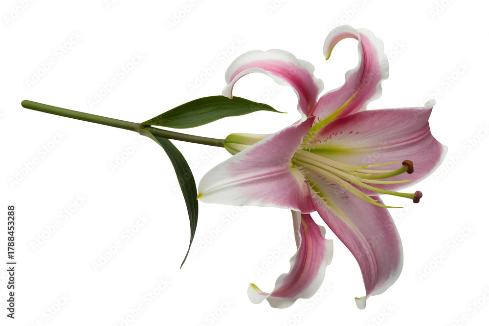 Naklejka premium Elegant pink lily with white accents displaying soft floral beauty, perfect for invitations, cards, and springtime promotions with transparent background