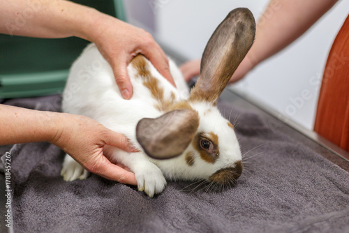 Lapin lors d’un examen médical dans une clinique vétérinaire