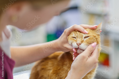 Examen d’un chat roux lors d’une visite médicale chez le vétérinaire