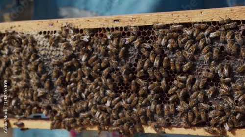 Releasing honeycombs from the bees. Slow motion