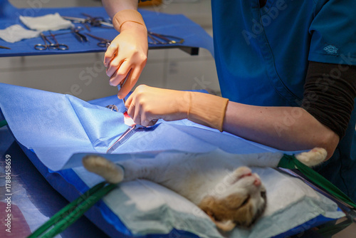 Chat dans un bloc opératoire vétérinaire, vétérinaire en gants effectue une intervention chirurgicale