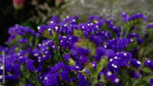 Colorful Sea Lavender Statice Flower Bunch
