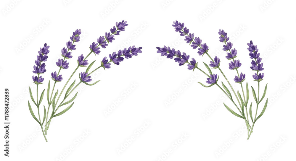 Naklejka premium Lavender floral design purple flower botanical illustration on transparent background