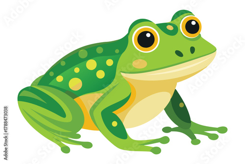 frog on white background