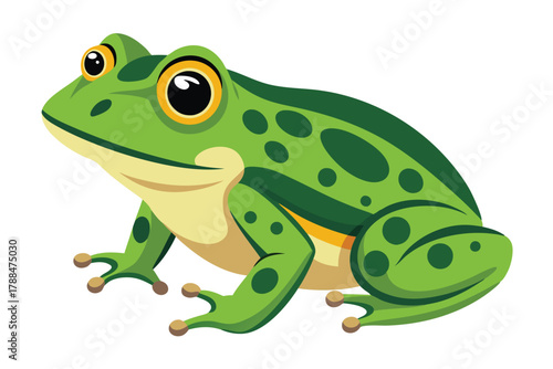 frog on white background
