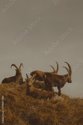 Fototapeta Naklejka Na Ścianę i Meble -  capicorn