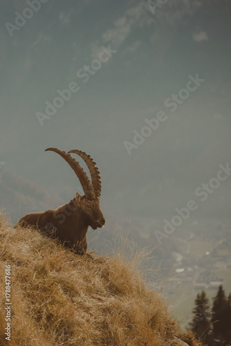 Fototapeta Naklejka Na Ścianę i Meble -  wild goat in the mountains