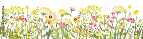 Wildflower cartoon border with bouquet bunch of wild summer blossoms. Spring bush groove decoration, meadow flowers banner. Botanical floral illustration on white background