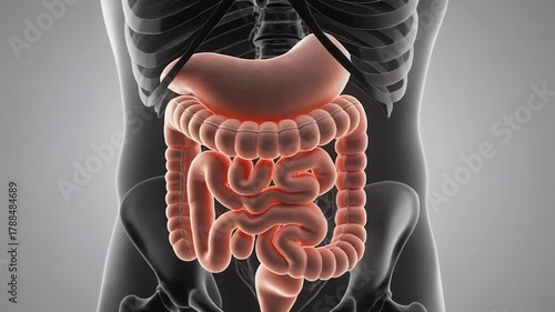 Human digestive system internal organs highlighting stomach and intestines within torso outline