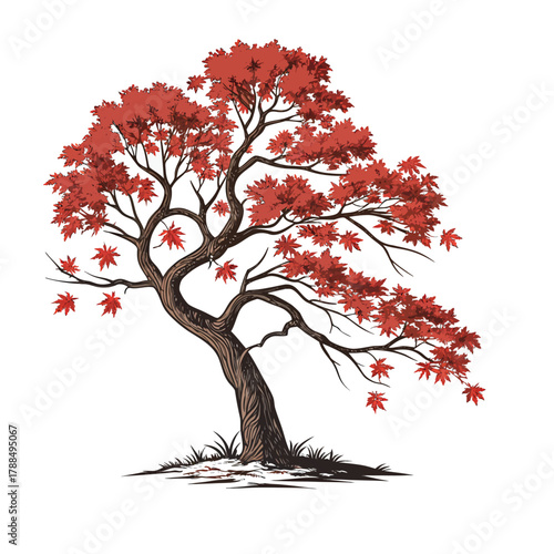 Maple Tree (Red Autumn Leaves