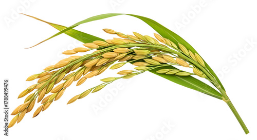 Golden Grain and Lush Greenery Capturing the Beauty of Ripe Rice on a White Background