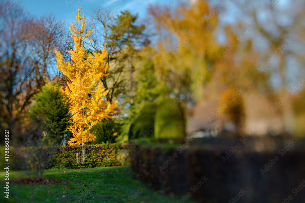 Fototapeta premium Fall trees landscape in vibrant colors