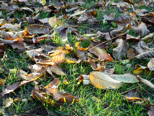 Gartenarbeit - Rasenpflege im Herbst - Laub entfernen - Pflegetipps für gesunden Rasen