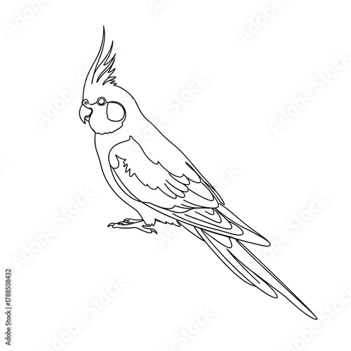 Line art illustration of a cockatiel bird standing gracefully  