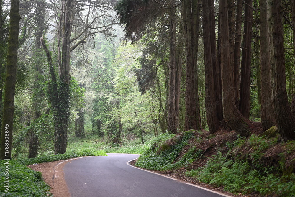 Obraz premium road in the forest