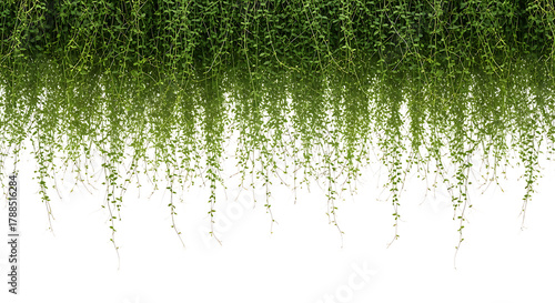 Lush green hanging vines creating a vibrant natural border, fresh foliage gracefully trailing downwards against a clean white background, perfect for organic design elements