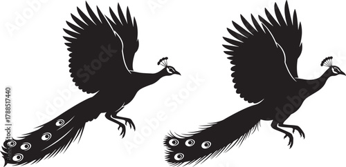 Two majestic peacocks in flight silhouette