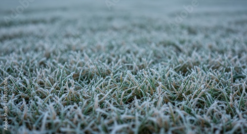 A dormant lawn covered in a light layer of white frost, indicating the arrival of the harsh winter season. The grass blades are frozen and brown, winter, decay, white