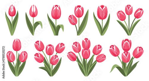 Collection of delicate pink tulips with green stems and leaves isolated on white background