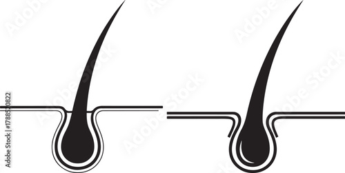 Two black silhouette hair follicles growing from skin surface