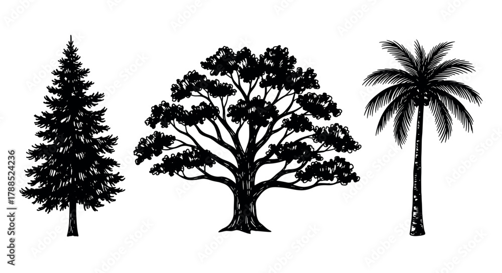 Fototapeta premium Black outline drawings of three different tree types including a coniferous tree, a deciduous tree, and a palm tree, showcasing diverse foliage patterns.